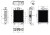 a51182fd51c28472e6045a320d1531cc